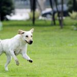 Area di sgambamento cani