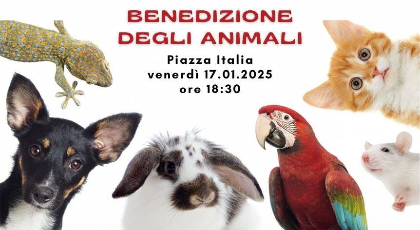 Immagine anteprima